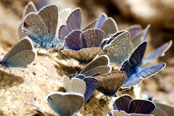 farfalle