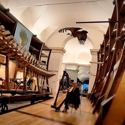 Museoregionalescienzenaturali Alchimea Sara Terzano Arpa Nellarca
